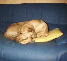 ZAZU the sleeping dog? BOAH , please dont bite mit ZAZU :)
